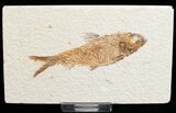 Knightia Fossil Fish - Wyoming #10915-1